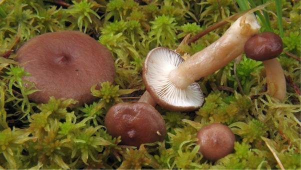Gebuckelter Milchling, Foto 2