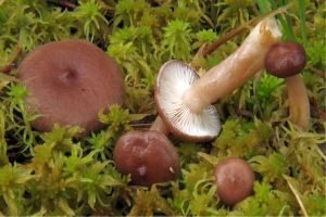 Gebuckelter Milchling, Foto 1