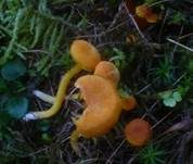 Gebuckelter Saftling, Foto 6