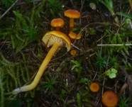 Gebuckelter Saftling, Foto 7