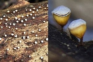 Gedeckelter Pokalstäubling, Foto 1