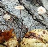 Gedrängtblättriger Schwindling, Foto 5