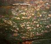 Gedrängte Gallertträne, Foto 7