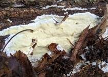Bananensporiger Weichporling, Foto 5