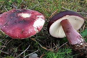 Gedrungener Täubling, Foto 1