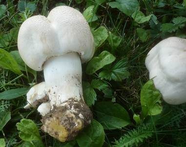 Gefaltetberingter Egerling, Foto 2