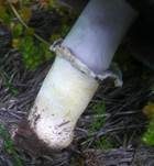 Gefaltetberingter Egerling, Foto 15