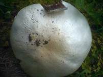Gefaltetberingter Egerling, Foto 16