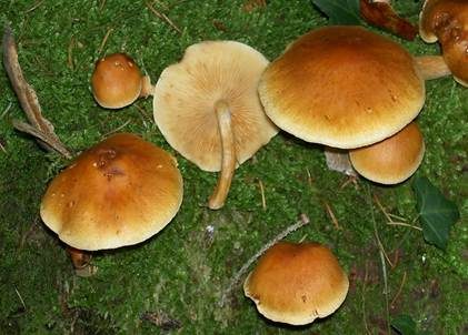 Geflecktblättriger Flämmling, Foto 3