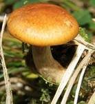 Geflecktblättriger Flämmling, Foto 15