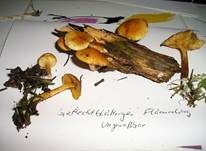 Geflecktblättriger Flämmling, Foto 17