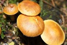 Geflecktblättriger Flämmling, Foto 18