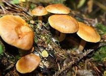 Geflecktblättriger Flämmling, Foto 21