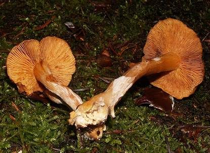 Geflecktblättriger Flämmling, Foto 4