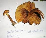 Geflecktblättriger Flämmling, Foto 24