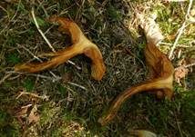 Geflecktblättriger Flämmling, Foto 25