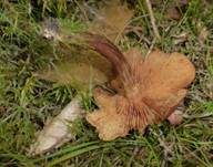 Geflecktblättriger Flämmling, Foto 26