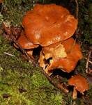 Geflecktblättriger Flämmling, Foto 27