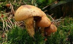 Geflecktblättriger Flämmling, Foto 31