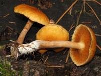 Geflecktblättriger Flämmling, Foto 33