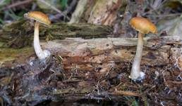 Geflecktblättriger Flämmling, Foto 59