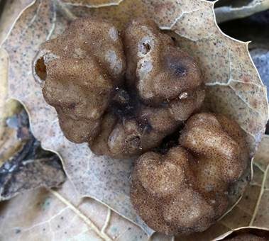 Gefleckter Hohltrüffel, Foto 3