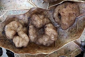 Gefleckter Hohltrüffel, Foto 1