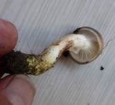 Gefleckter Gelbfuß, Foto 21