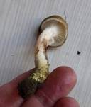 Gefleckter Gelbfuß, Foto 26