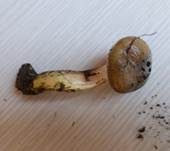 Gefleckter Gelbfuß, Foto 27