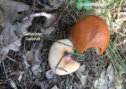 Gefleckter Gelbfuß, Foto 6
