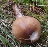 Gefleckter Gelbfuß, Foto 8