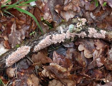Gefranstes Steccherinum, Foto 2