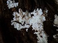 Gefranstes Steccherinum, Foto 15