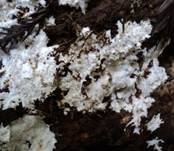 Gefranstes Steccherinum, Foto 17