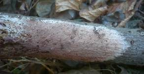Gefranstes Steccherinum, Foto 21