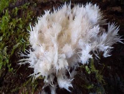 Gefranstes Steccherinum, Foto 5