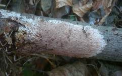 Gefranstes Steccherinum, Foto 8