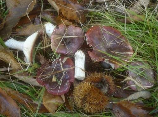 Gefurchter Purpurtäubling, Foto 3