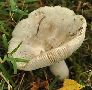 Gefurchtstieliger Täubling, Foto 3