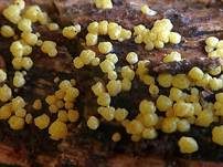 Gelatinöser Kugelpustelpilz, Foto 5