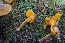 Gelbblättriger Holznabeling, Foto 13