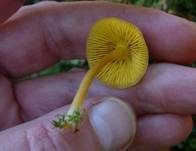 Gelbblättriger Holznabeling, Foto 6