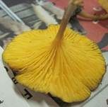 Gelbblättriger Holznabeling, Foto 10