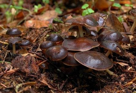 Gelbblättriger Rübling, Foto 4