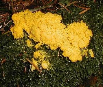 Gelbe Lohblüte, Foto 3