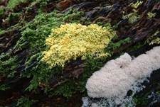 Gelbe Lohblüte, Foto 14