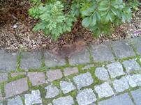 Gelbe Lohblüte, Foto 16