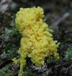 Gelbe Lohblüte, Foto 32