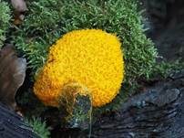 Gelbe Lohblüte, Foto 51